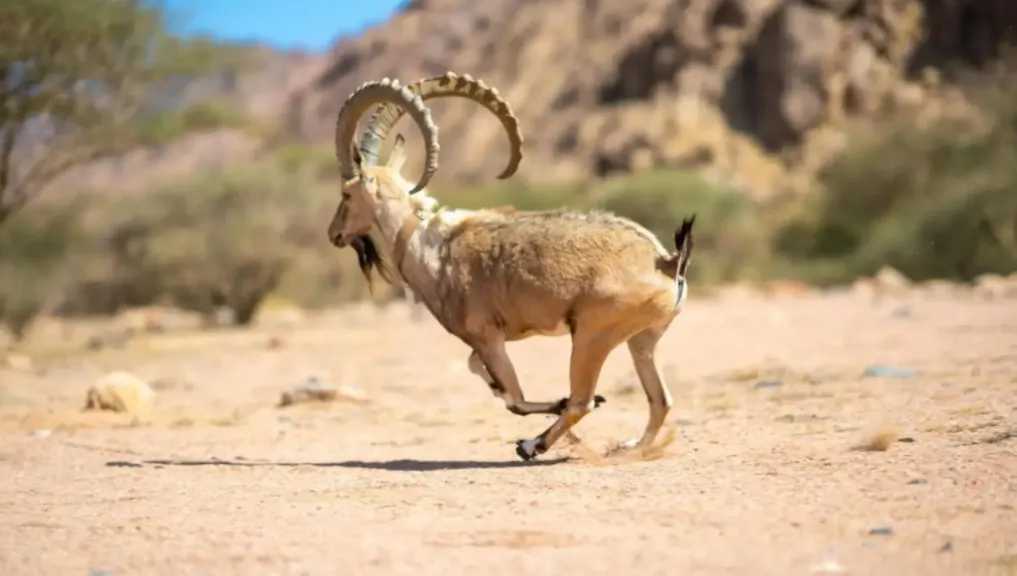 السعودية تطلق مشروعًا وطنيًا لإعادة توطين أكثر من 10 آلاف كائن فطري لدعم التنوع البيولوجي