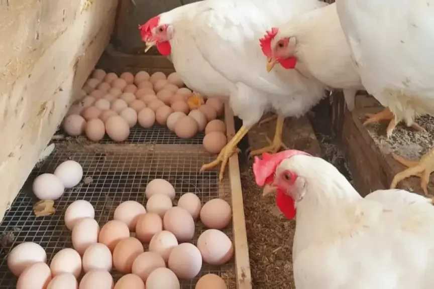 أسعار كيلو الفراخ اليوم الثلاثاء 10 فبراير 2026 في بورصة الدواجن والأسواق المحلية