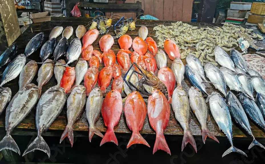 أسعار السمك اليوم في سوق العبور السبت 14 فبراير 2026 تشمل كيلو البلطي والأسعار المتاحة