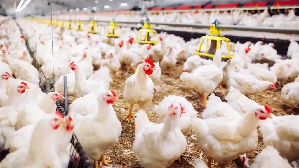 ارتفاع مفاجئ في أسعار الفراخ البيضاء واستقرار في أسعار الساسو والبيض اليوم في سوق الدواجن 18 فبراير 2026
