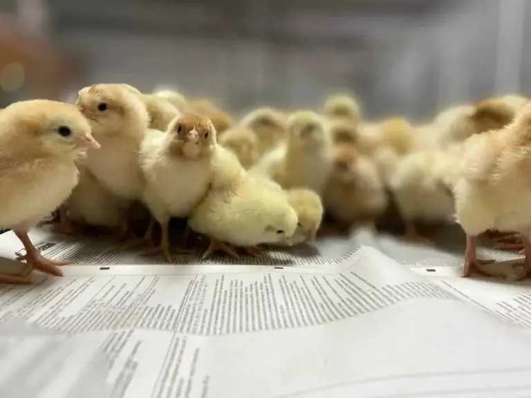 أسعار الدواجن اليوم تشهد تغيرات مفاجئة في سعر الكتكوت الأبيض واختلافات ملحوظة بين الشركات