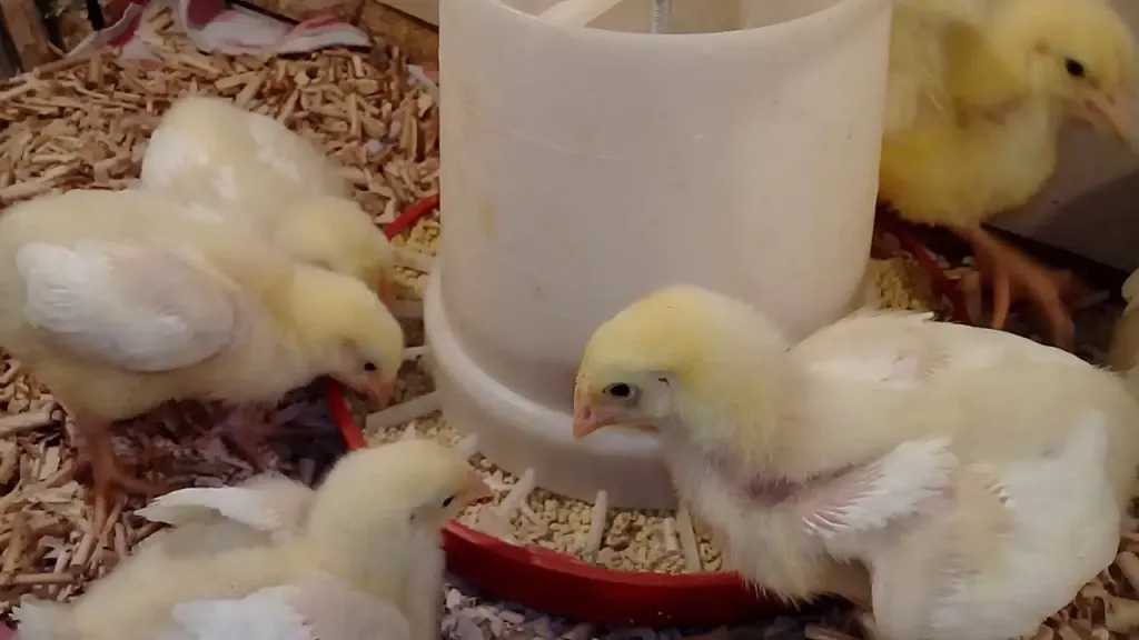 أسعار الكتاكيت تتصدر بورصة الدواجن اليوم السبت 21 فبراير 2026