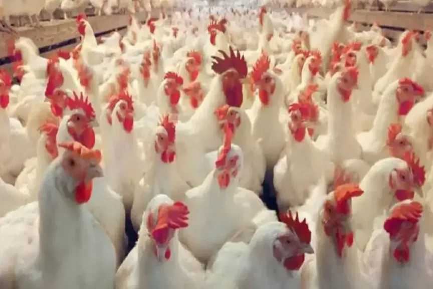 تراجع أسعار الدواجن يؤثر على الأسواق مع الكشف عن قائمة أسعار 7 سلع أساسية لشهر رمضان 2026