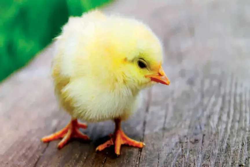 انخفاض ملحوظ في أسعار كتاكيت البيض اليوم الإثنين ضمن المزارع والشركات للمربين