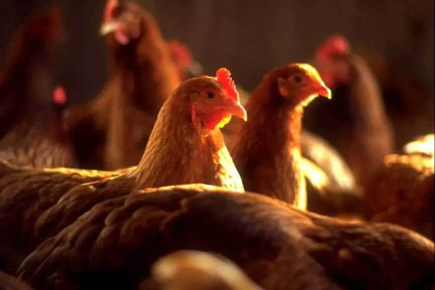 استقرار أسعار الفراخ البيضاء والبلدي في بورصة الدواجن اليوم الثلاثاء 24 فبراير