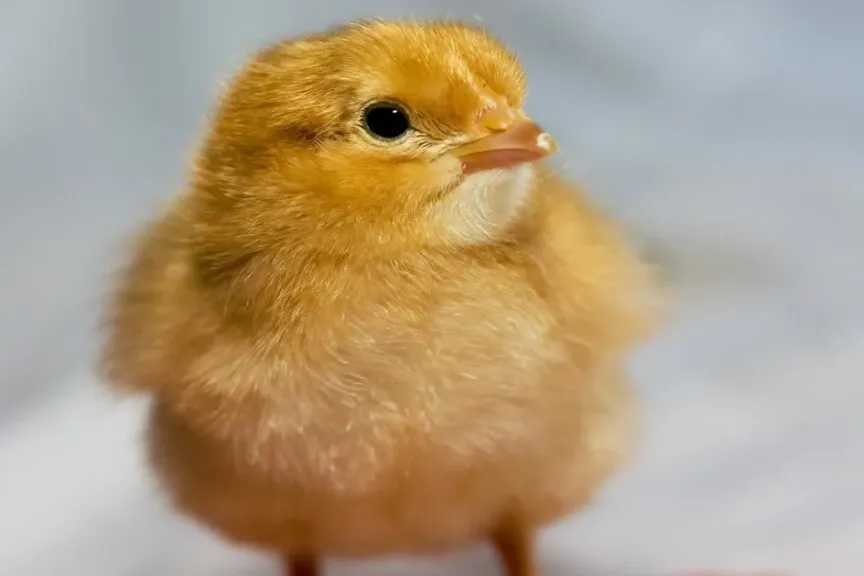 تراجع غير مسبوق في أسعار الكتاكيت البيضاء اليوم في الشركات المربية