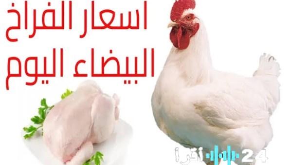 «قفزة ملحوظة في أسعار الفراخ البيضاء والكتاكيت في أسواق الدواجن المصرية» نار في بورصة الدواجن