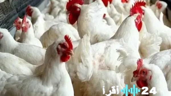 أسعار الفراخ البيضاء والحمراء والبيض في الأسواق مع اقتراب الشهر الكريم