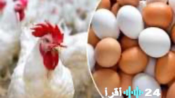 «نبض السوق» خمسة جنيهات ترفع قيمة الدواجن بأنواعها مع مستهل تعاملات الثلاثاء