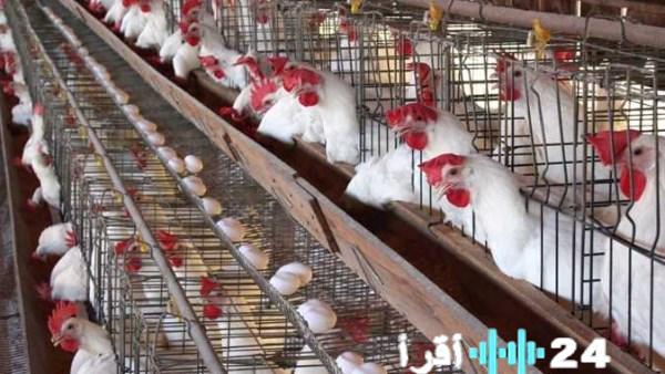 أسعار الدواجن تشمل الفراخ البيضاء اليوم الخميس 8 رمضان