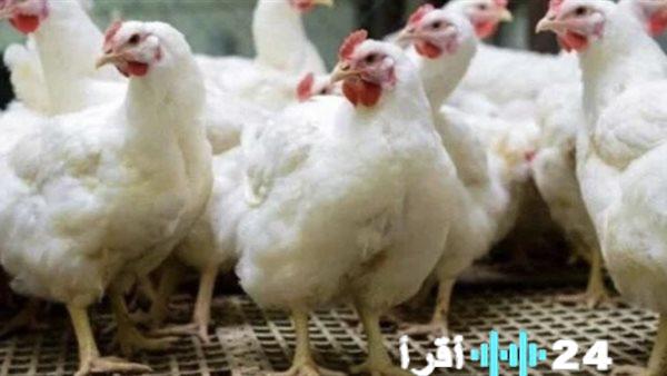 «توضيحات حاسمة» رئيس قطاع الدواجن يحدد العوامل وراء اشتعال أسعار الفراخ وموعد تراجعها المحتمل