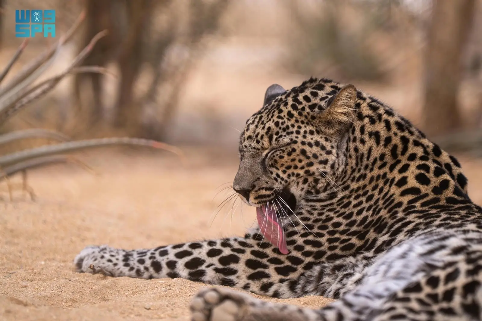 العُلا والنمر العربي: تاريخٌ محفورٌ بالنقوش، ومستقبلٌ ترسمه جهود الصون