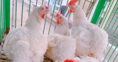 ارتفاع أسعار اللحوم والأسماك في أسواق سوهاج مع تسجيل الدواجن 85 جنيهًا