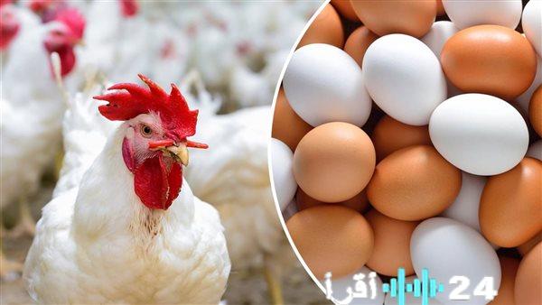 «تقلبات السوق تحبس الأنفاس» مؤشرات بورصة الدواجن اليومية ترسم خارطة أسعار الدجاج للمستهلك