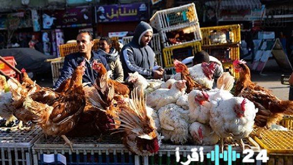 ارتفاع أسعار الكتاكيت إلى 120 جنيهًا يؤثر على أسعار الدواجن مع اقتراب شهر رمضان 2026