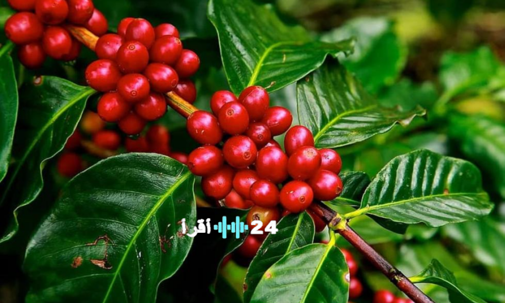 إجراءات وقائية جديدة تحظر استيراد شتلات البن المعدلة وراثياً