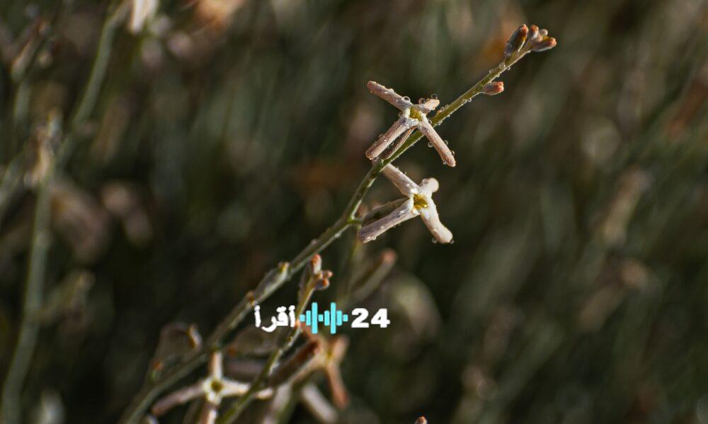 شجيرة الجريباء مفتاح السعودية الأخضر لمواجهة التصحر