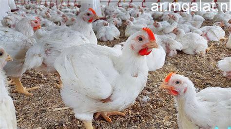 أسعار الدواجن في محافظة الغربية اليوم الأحد 22 فبراير 2026، الفراخ البيضاء تسجل 105 جنيهات