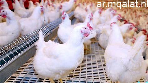 أسعار الدواجن البيضاء والبلدي في أسواق ومحلات الأقصر مع بداية شهر رمضان