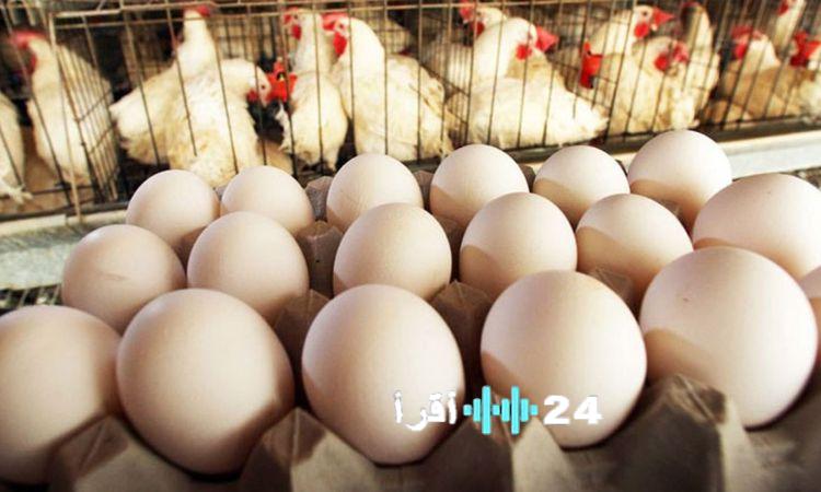 «تحديث أسعار الدواجن والبيض في السوق اليوم الأحد 8 فبراير 2026»