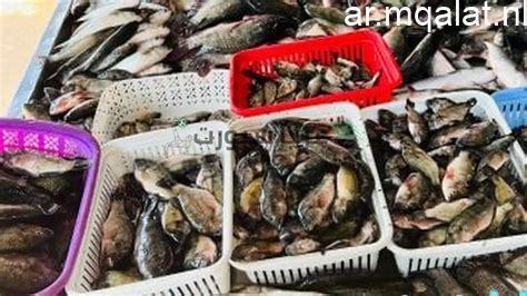 أسعار سمك البلطي تصل إلى 50 جنيهاً في كفر الشيخ يوم الخميس 5 فبراير 2026