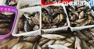 أسعار أسماك البلطى في كفر الشيخ تسجل 60 جنيهاً يوم الجمعة 20 فبراير 2026