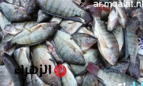 أسعار البلطي وأنواع الأسماك في كفر الشيخ يوم الاثنين 9 فبراير 2026