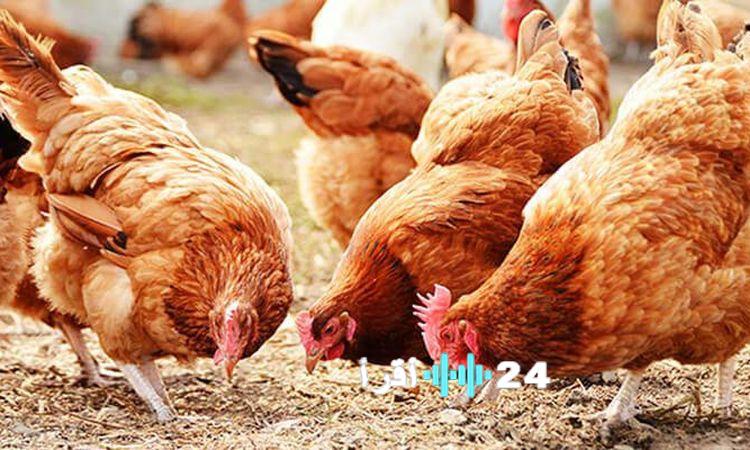 «استقرار أسعار الدواجن والبيض في الأسواق هذا الجمعة» أسعار الدواجن والبيض اليوم 13 فبراير 2026