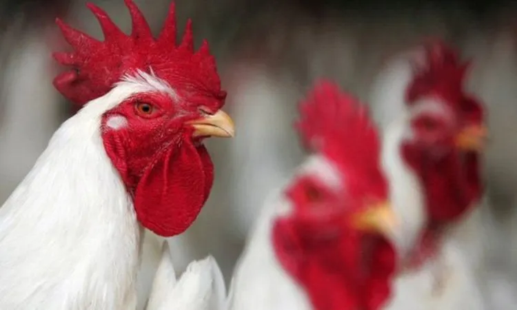 «أسعار الدواجن تشهد تغيرات ملحوظة اليوم الثلاثاء 10 فبراير 2026»
