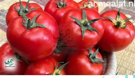 أسعار الخضروات والفواكه في كفر الشيخ الاثنين 16 فبراير 2026: الطماطم بـ12 جنيهًا