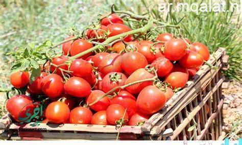 انخفاض أسعار الطماطم إلى 8 جنيهات والبطاطس عند 10 جنيهات