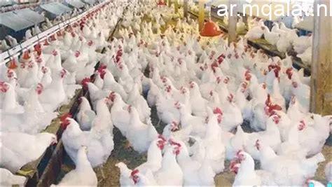 ارتفاع أسعار الدواجن يثير التساؤلات ومحاسبة كبار المنتجين أصبحت أمرًا ملحًا