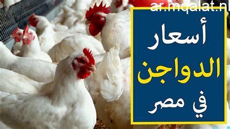 أسعار الدواجن في الإسكندرية وكيفية تحديد تكلفة الفراخ في الأسواق