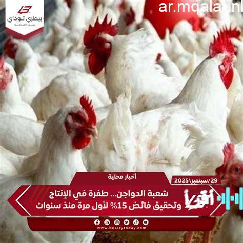 مصر تحقق الاكتفاء الذاتي من الدواجن وتتجه نحو استقرار الأسعار قريبًا