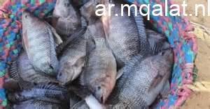 وزارة الزراعة تطرح السمك البلطي بسعر 60 جنيهاً في معرض المتحف الزراعي بالدقي