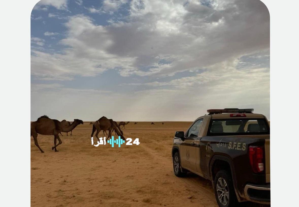 ضبط مواطن يرعى 14 متنًا من الإبل داخل محمية الملك عبدالعزيز