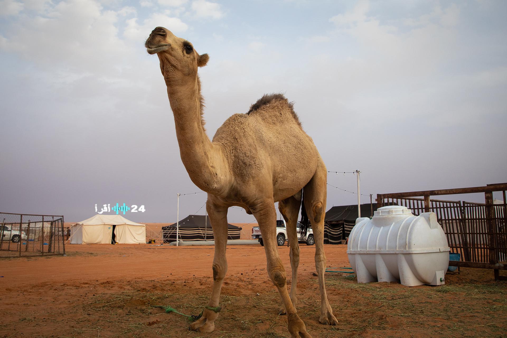 استعدادات لإصدار جوازات سفر خاصة للإبل في السعودية