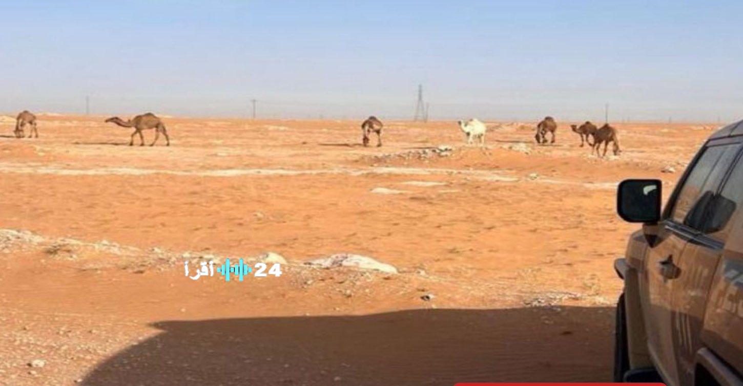 ضبط مواطن يرعى 7 جمال بشكل غير قانوني داخل محمية الإمام عبدالعزيز