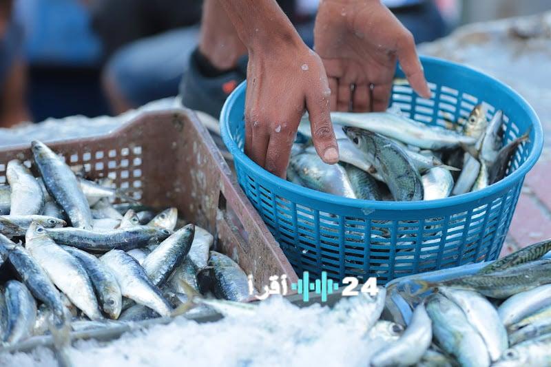 تباين أسعار السردين في المغرب بين قرار منع التصدير وتقلبات السوق من 13 درهما في أكادير إلى أكثر من 30 درهما في الرباط وسلا