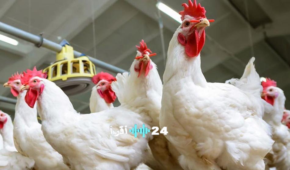 «نبض السوق.» تحديثات أسعار الدواجن بالأسواق المصرية اليوم السبت 14 فبراير