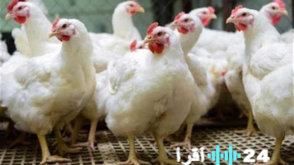 سعر كيلو الفراخ البيضاء اليوم الأحد الموافق 1 فبراير 2026