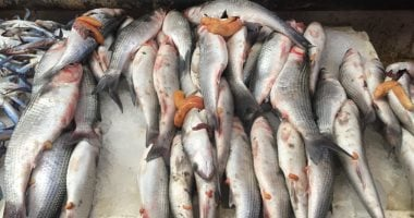 أسعار الأسماك في مطروح ليوم الأربعاء 4 فبراير 2026 تشمل البوري بسعر 160 جنيها