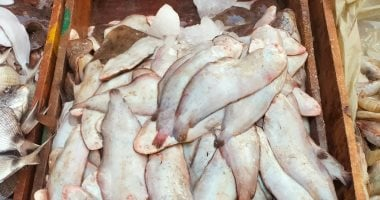 أسعار السمك في الإسكندرية اليوم البلطي بسعر 70 جنيهاً وساريا مكساوى بـ30 جنيهاً