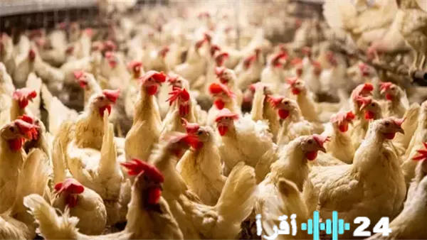 «نبض السوق» ماذا حملت بورصة الدواجن مع إغلاق الإثنين 9 فبراير 2026 المسائي