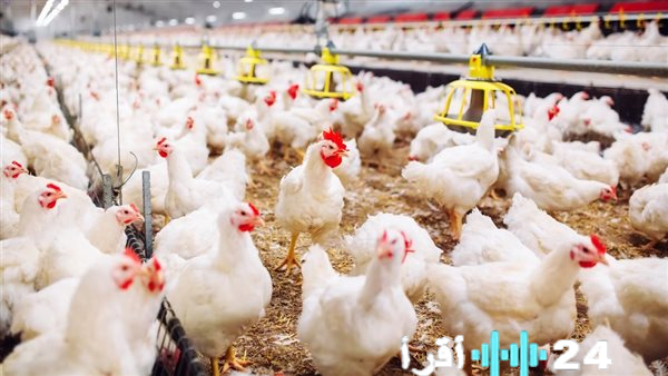 «أسواق الدواجن تتنفس الصعداء» انفراجة مرتقبة في قطاع الدواجن تطمئن المستهلكين لرمضان 2026