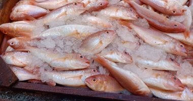 أسعار السبيط والشراغيش والسافوليا تتراجع في أسواق الإسكندرية