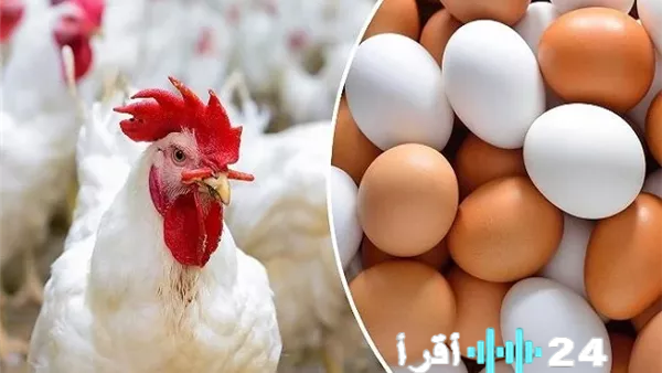 «تحديث حصري» مسار أسعار الدواجن عند إقفال تعاملات الاثنين 16 فبراير 2026