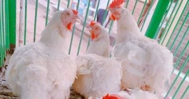 أسعار اللحوم والدواجن والأسماك تواصل ارتفاعها في محافظة سوهاج