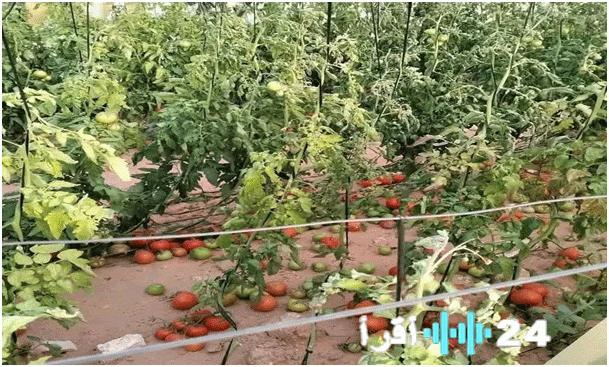 خسائر كبيرة في قطاعي الطاقة والزراعة نتيجة التقلبات الجوية