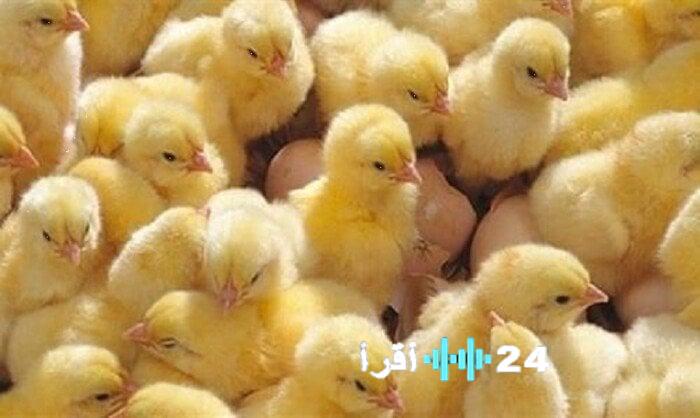 «نظرة عميقة» الكتاكيت البيضاء الثلاثاء 24 فبراير 2026 تحليل شامل لأداء السوق ومؤشرات الأسبوع